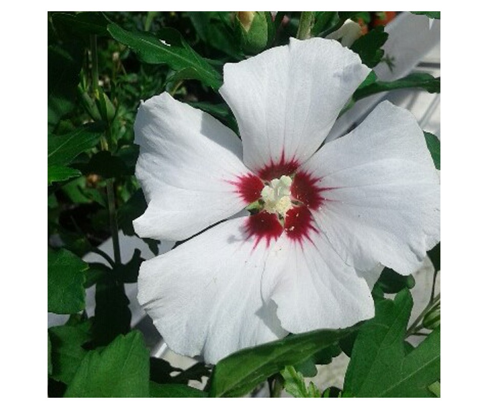 HIBISCUS SYRIACUS RED HEART