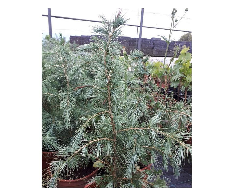 CEDRUS DEODARA  CEDRO DEL HIMALAYA