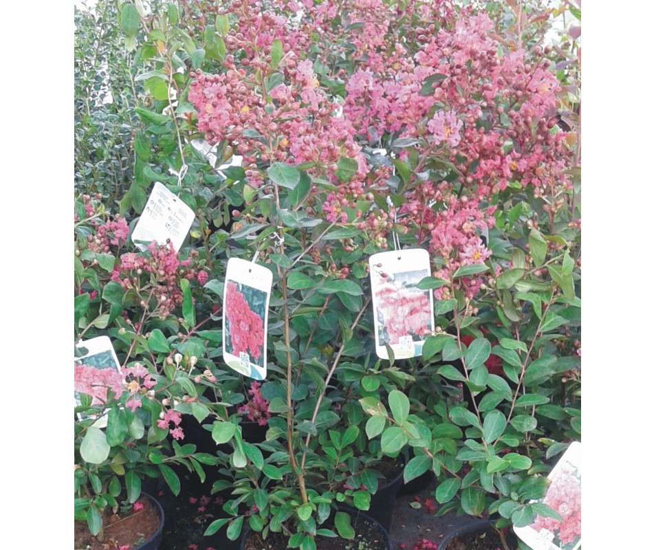 LAGERSTROEMIA ROJA ÁRBOL DE JÚPITER