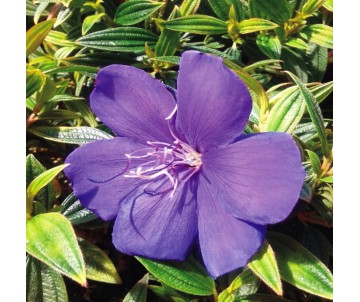 TIBOUCHINA BLUE TIBUCHINA