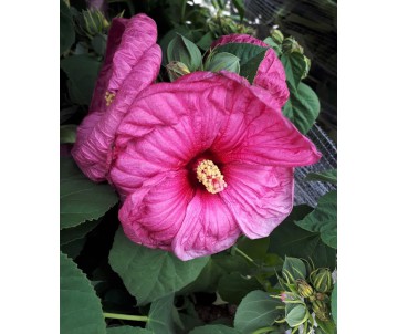 HIBISCUS MOSCHEUTOS ROSA PINK CANDY