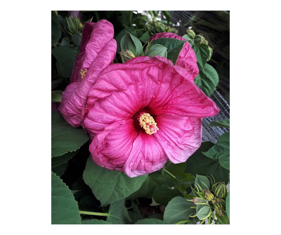 HIBISCUS MOSCHEUTOS ROSA PINK CANDY