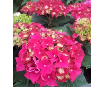 HORTENSIAS ROJA  HYDRANGEA