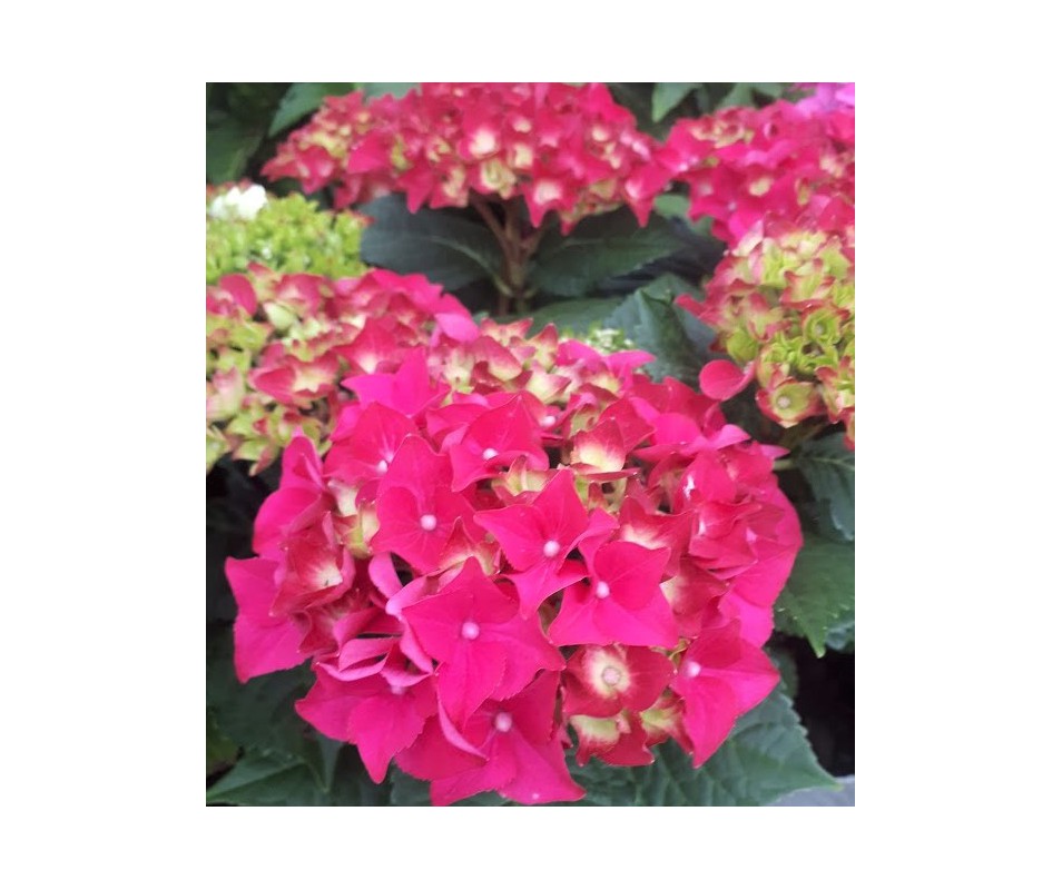 HORTENSIAS ROJA  HYDRANGEA