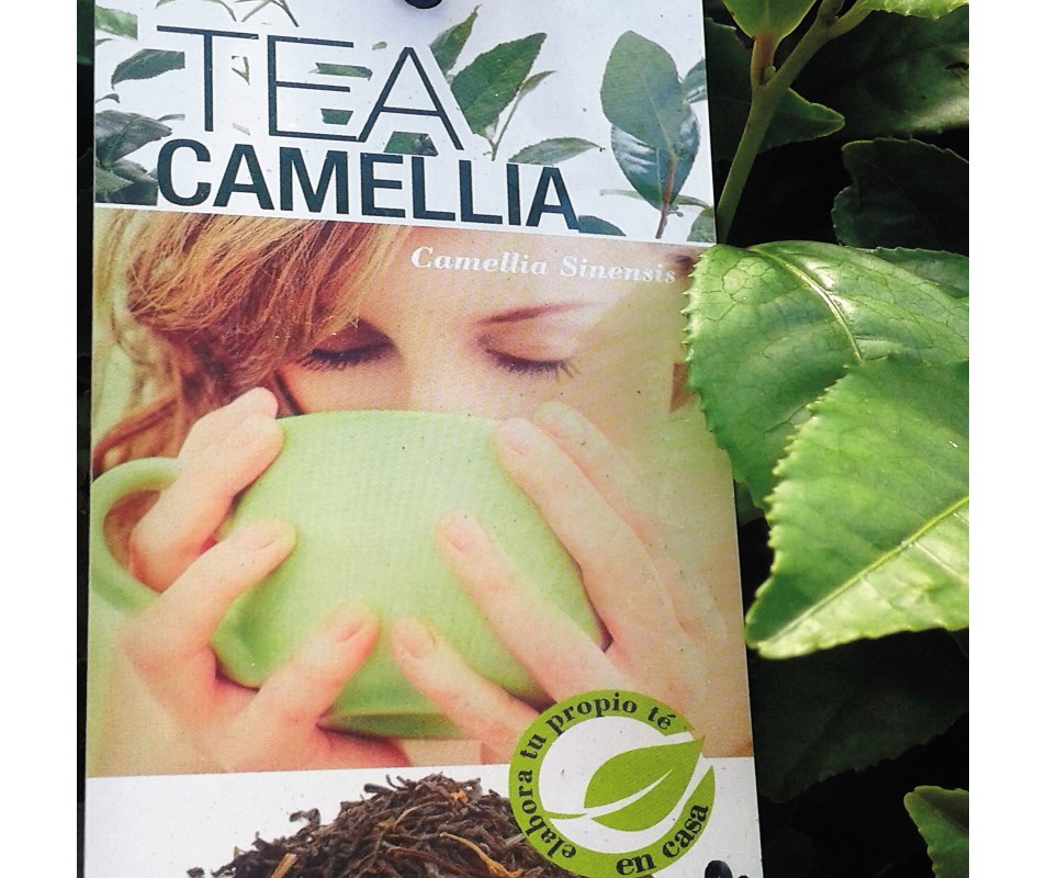planta camellia sinensis árbol de té para maceta o jardín en viveros Braña
