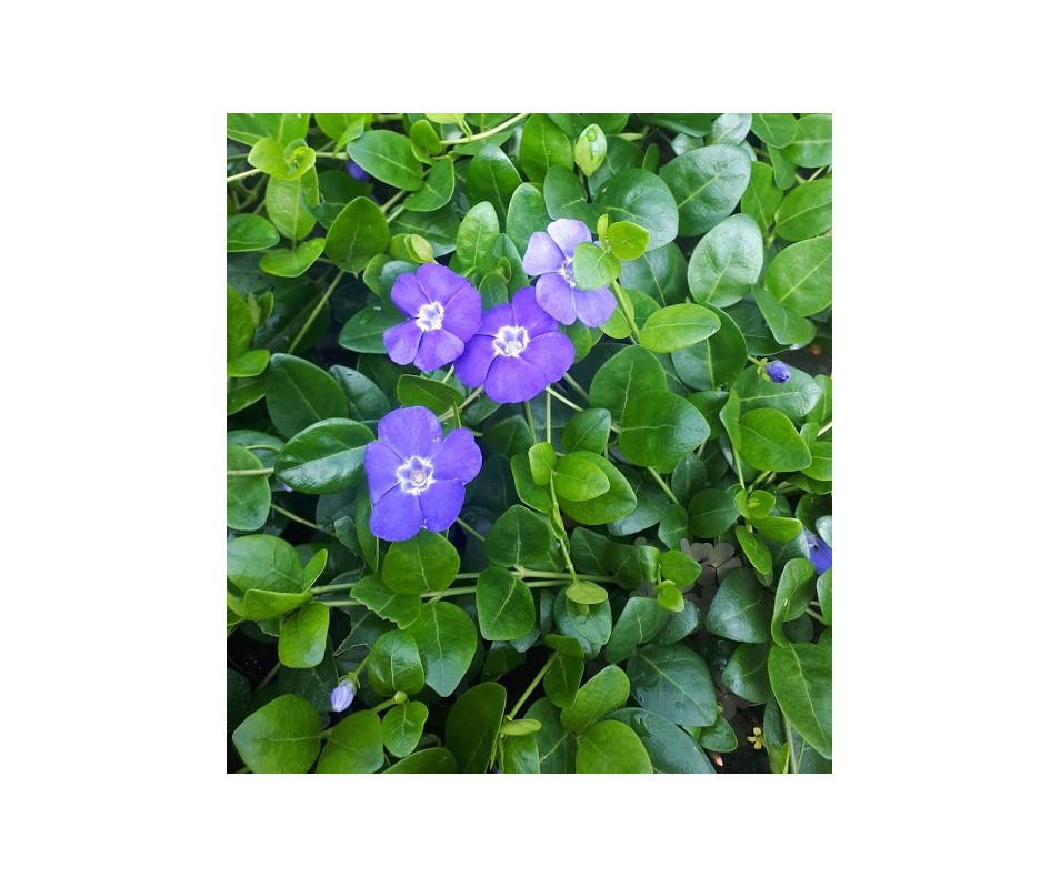 HIERBA DONCELLA  VINCA, flor azul planta tapizante rastrera
