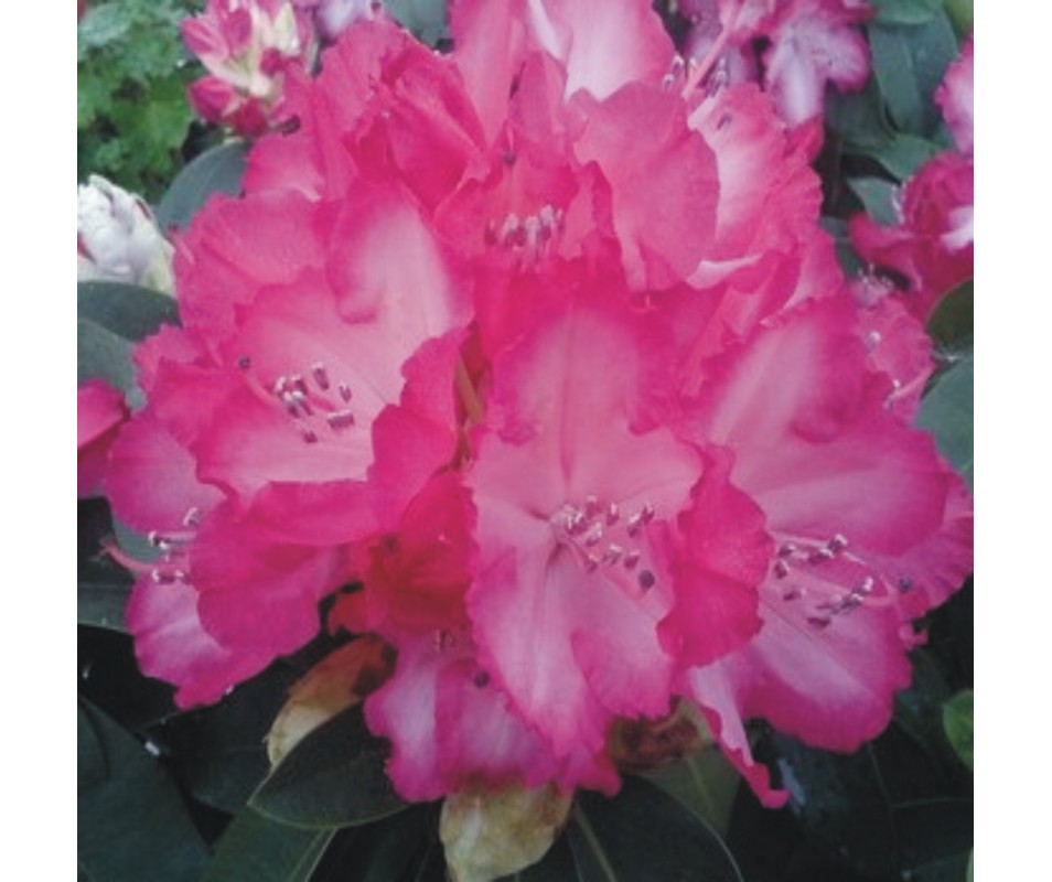 RHODODENDRO ROSA, RODODENDRO