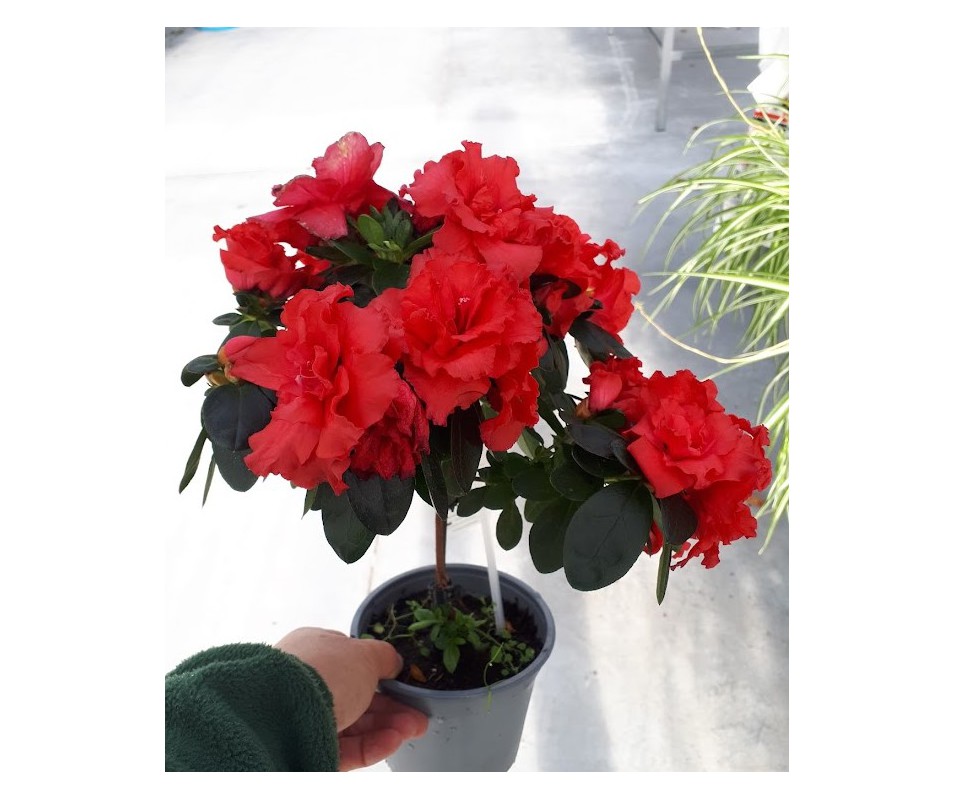 azalea de flor roja en copa para macetas o jardín de hoja perenne