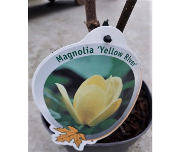 MAGNOLIA YELLOW BIRD, magnolia amarilla