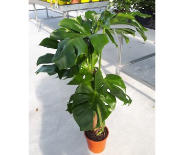 MONSTERA TUTOR