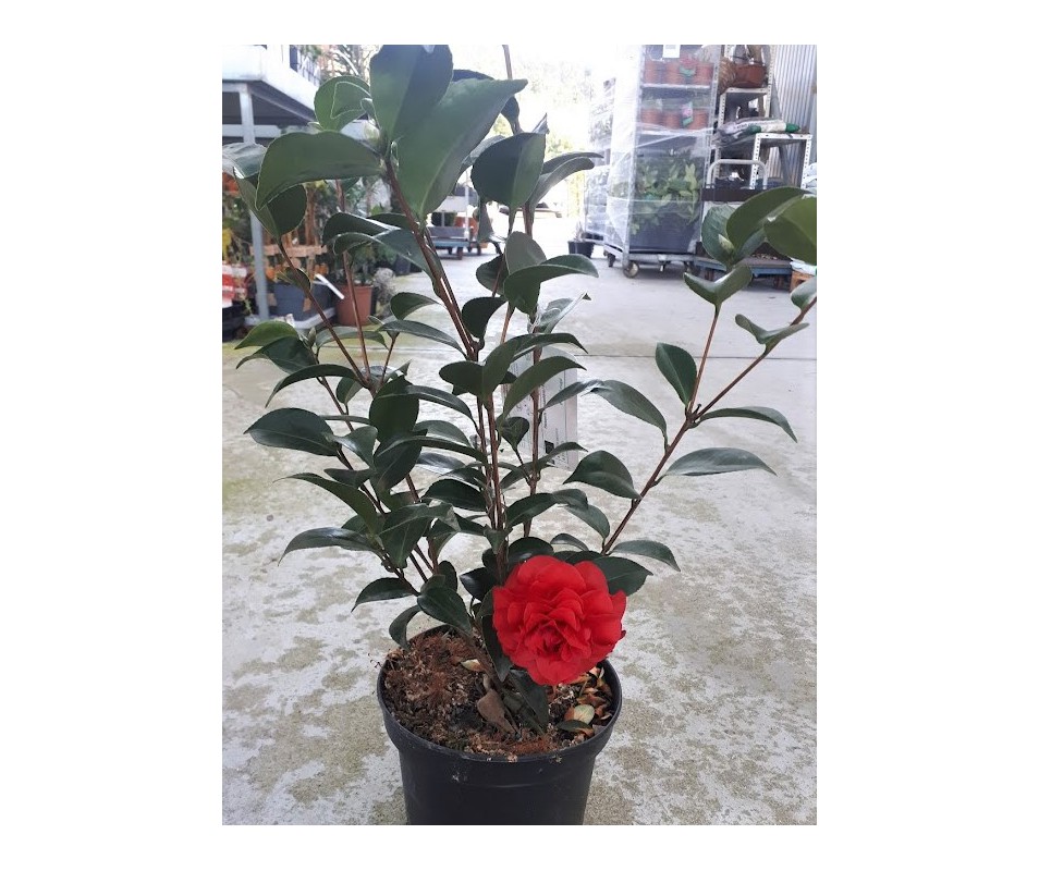 Planta de camelia japonica flor roja para macetas o jardín
