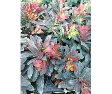 EUPHORBIA RED WING
