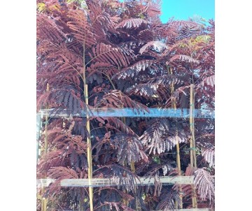 ALBIZIA CHOCOLATE