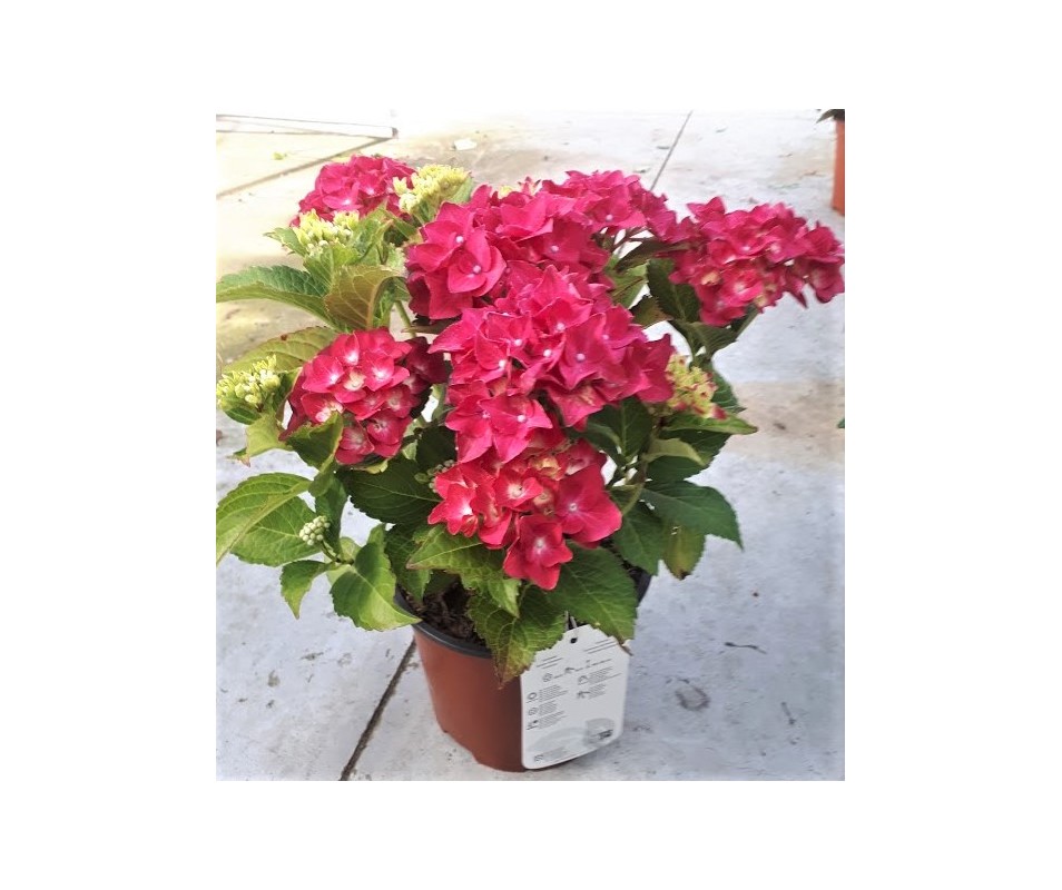 HORTENSIA ROJA