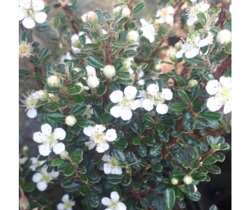 COTONEASTER THYMIFOLIUS