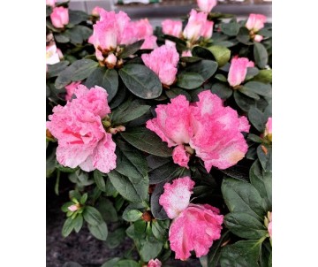 planta hibisco naranja para maceta o jardín de larga y abundante floración