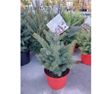 PICEA PUNGENS SUPER BLUE