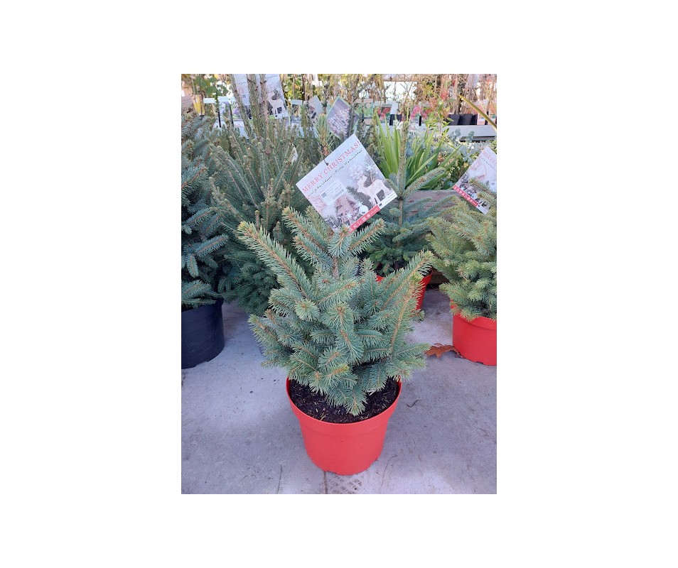 PICEA PUNGENS SUPER BLUE