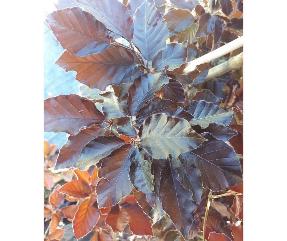 FAGUS SYLATICA ATROPURPUREA HAYA