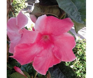 DIPLADEMIA MANDEVILLA ROSA