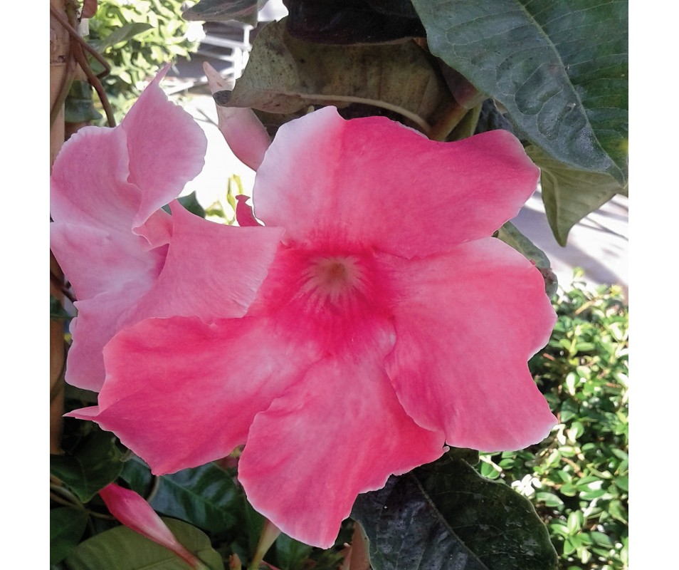 DIPLADEMIA MANDEVILLA ROSA