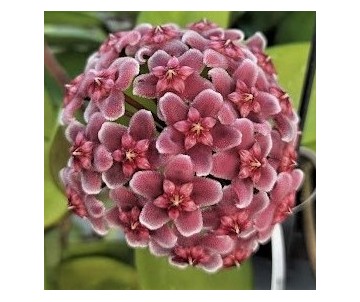 HOYA PUBICALYX FLOR DE CERA