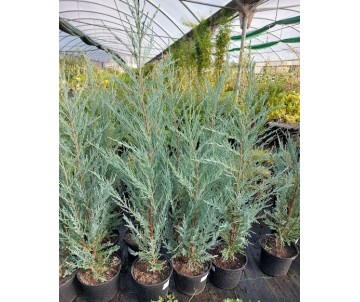 JUNIPERUS BLUE ARROW ENEBRO