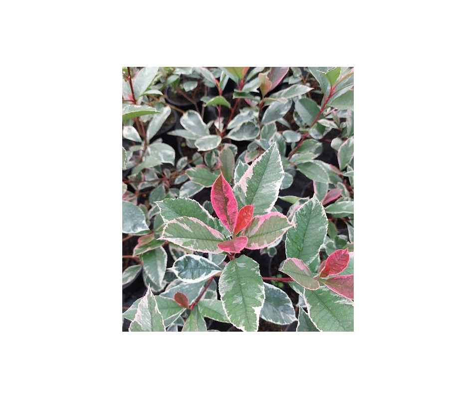 PHOTINIA LOUISE variegata