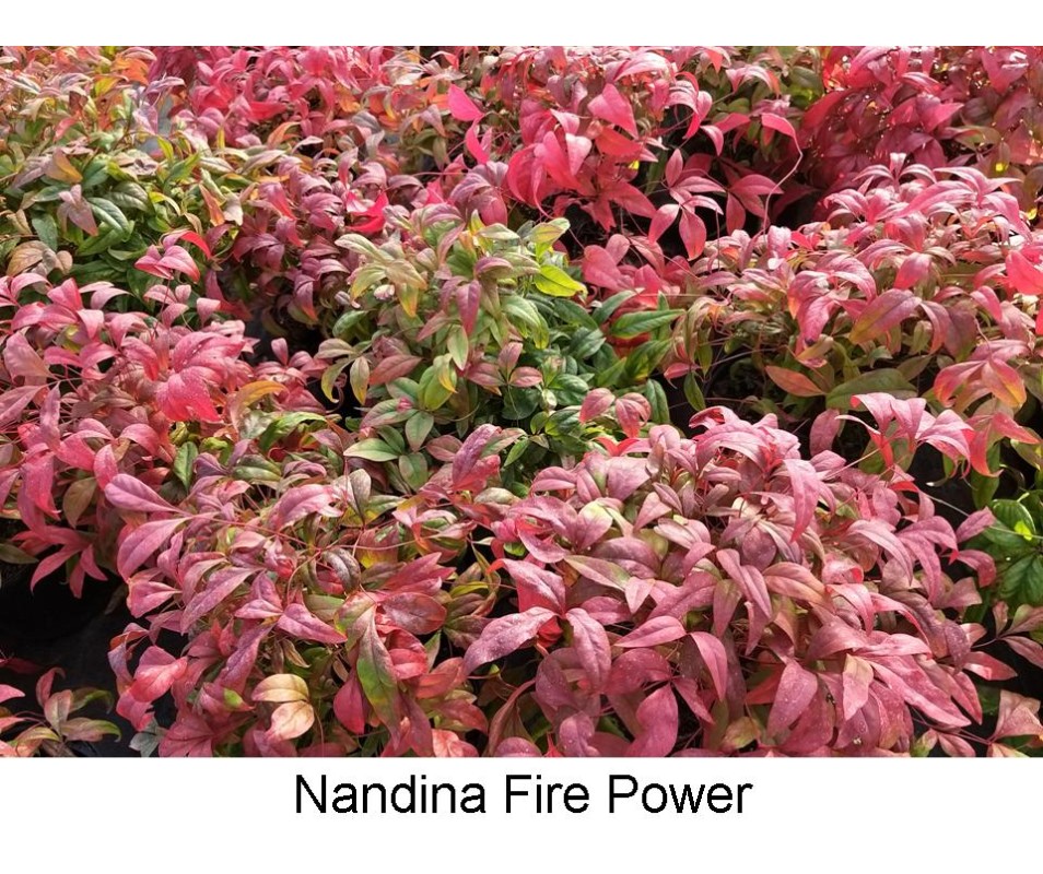 variedades de nandina enana