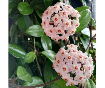 HOYA CARNOSA FLOR DE CERA