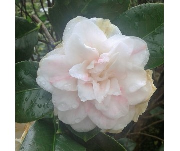 CAMELIA JAPONICA BLANCA