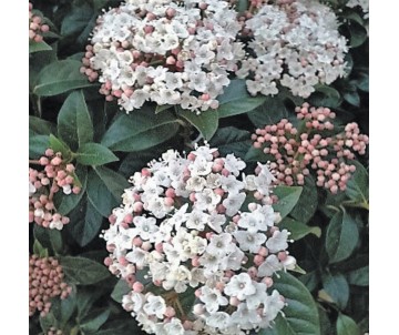 VIBURNUM TINUS DURILLO