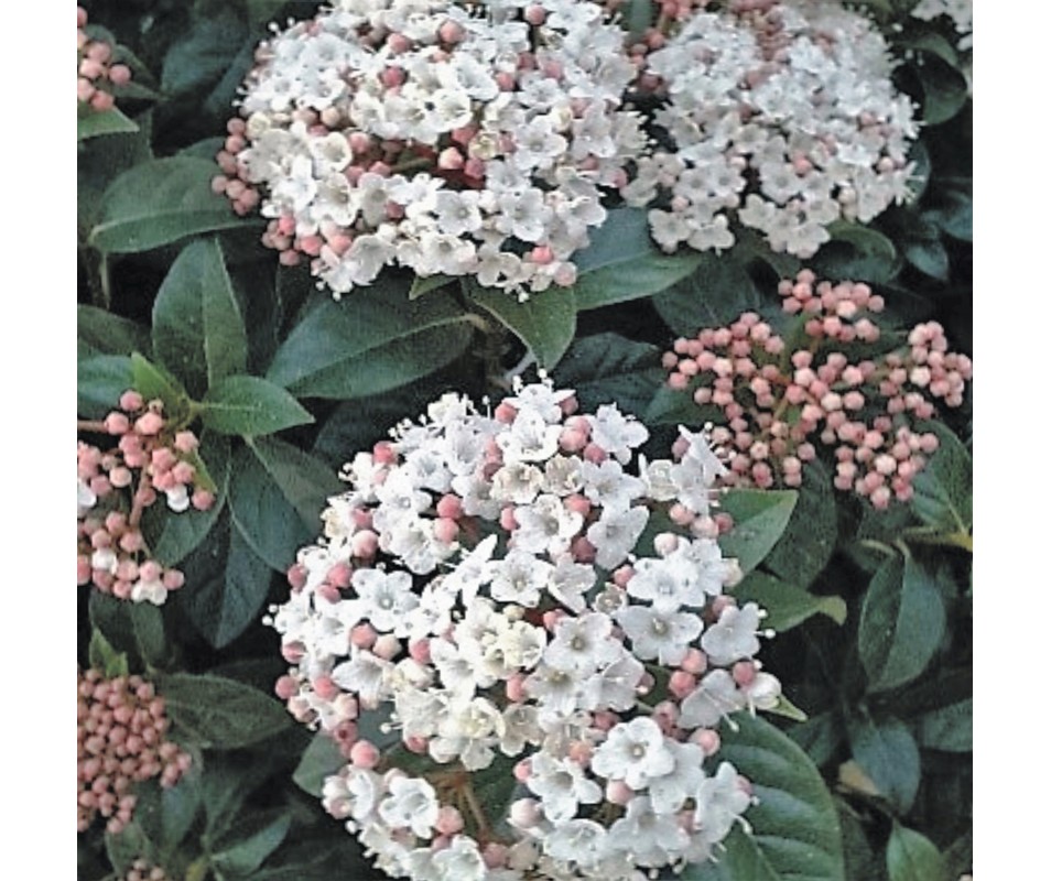 VIBURNUM TINUS DURILLO