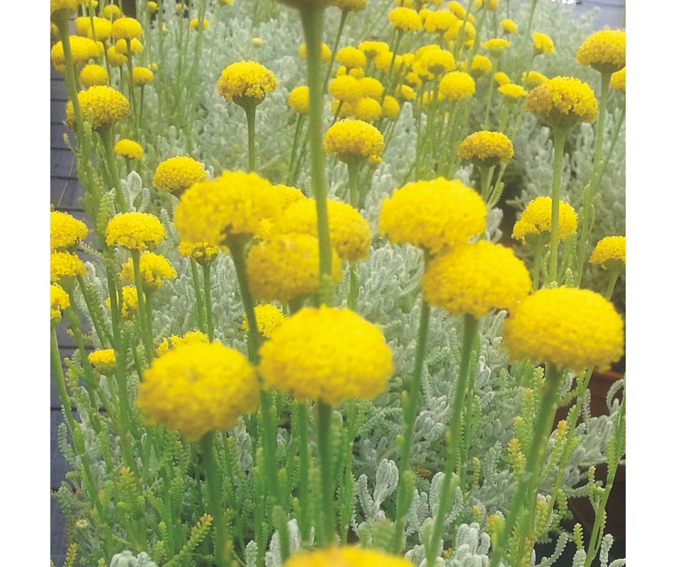planta de santolina o manzanillera de flor amarilla y poco mantenimiento