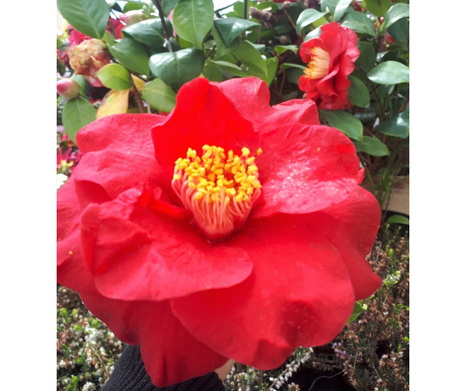 Planta de camelia japonica japonica flor roja para macetas o jardín