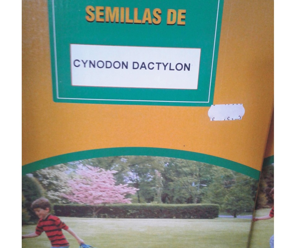 SEMILLA CESPED CYNODON DACTYLON