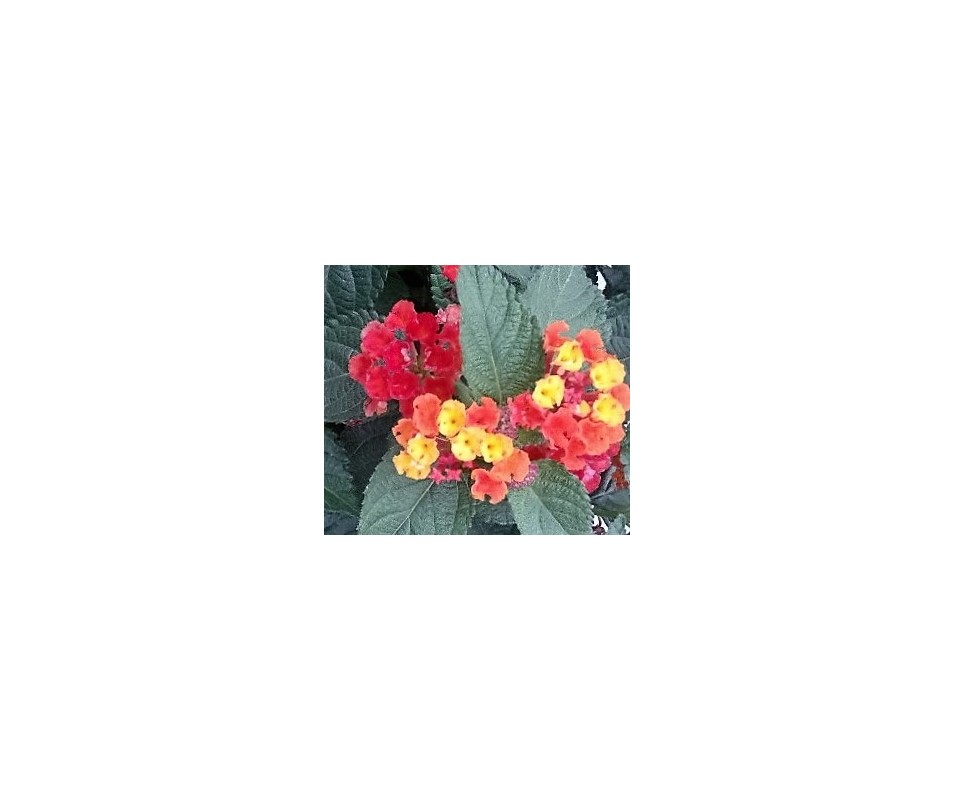 planta banderita española o lantana camara de flor primavera y verano