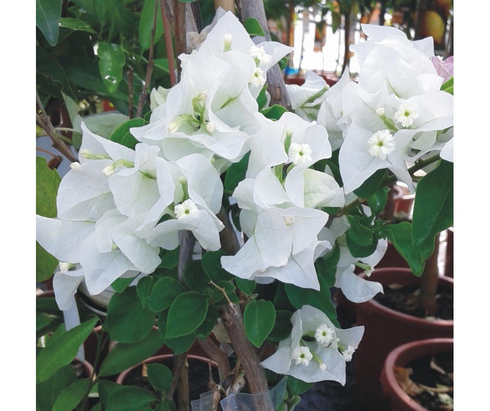 planta trepadora bouganvillea de flor blanca en primavera y verano online