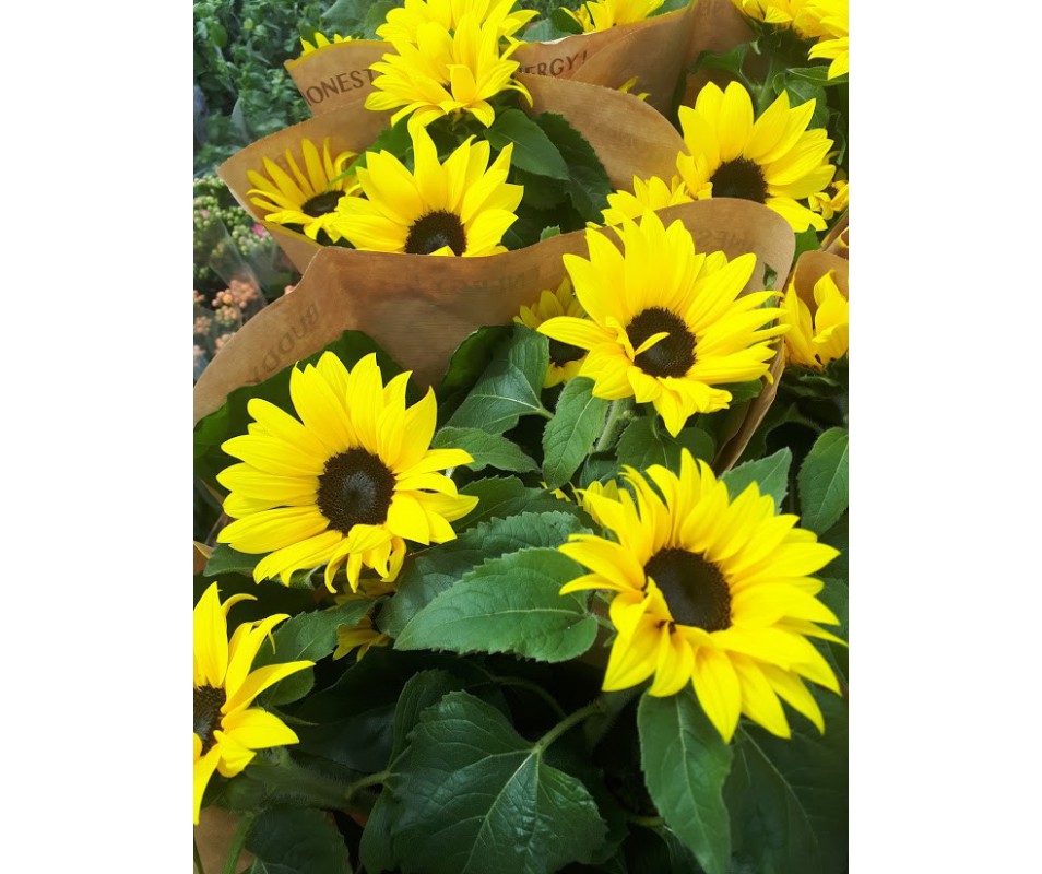 Planta de helianthus o girasol en maceta idela para macetas o jardineras