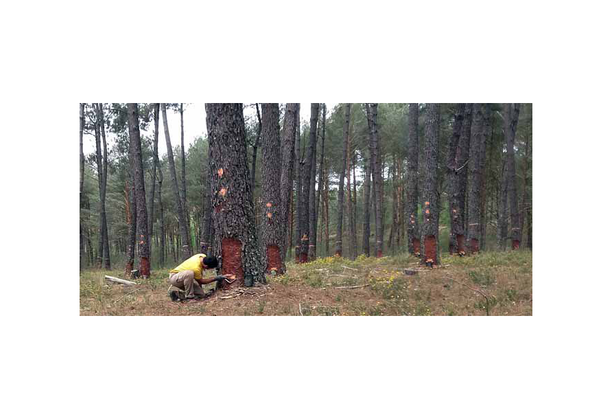 La bajada del precio de la resina condiciona las perspectivas de su aprovechamiento en Galicia