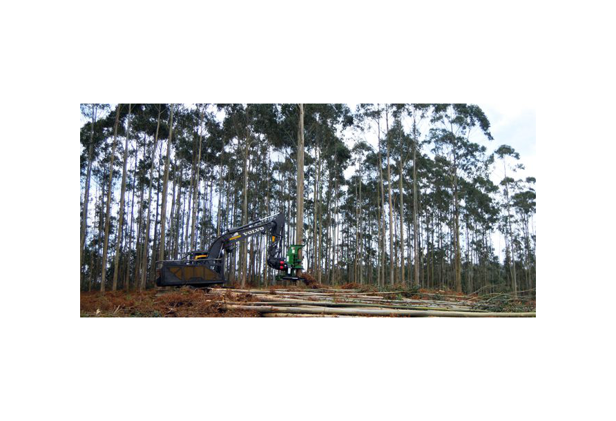 La madera capea la crisis con bajadas de precio en el eucalipto y ralentización de talas en el pino