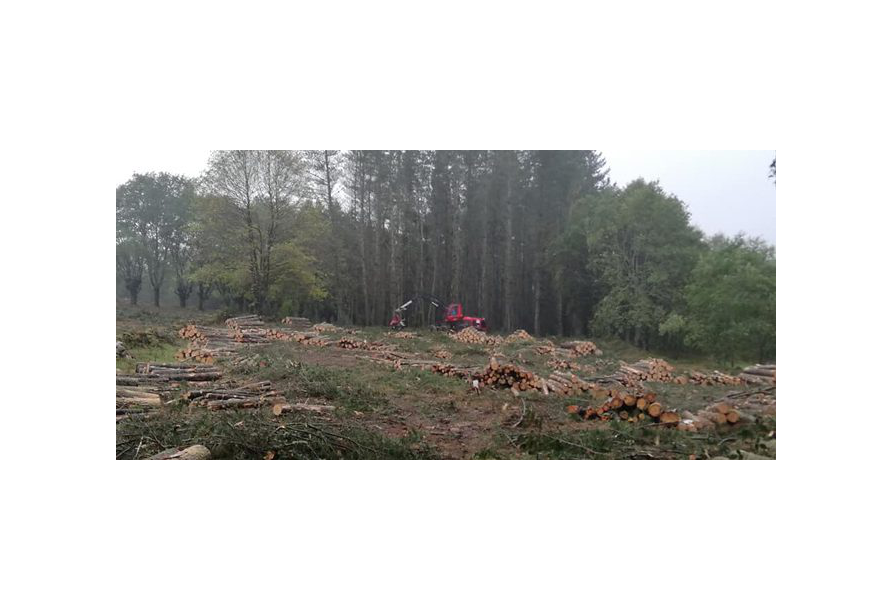 Publicado el decreto que regula los aprovechamientos forestales